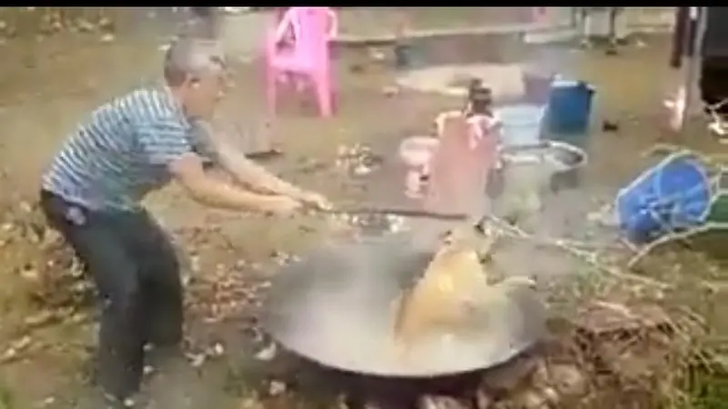 Hdp,Cocino vivo A un perro en una cazuela hirviendo