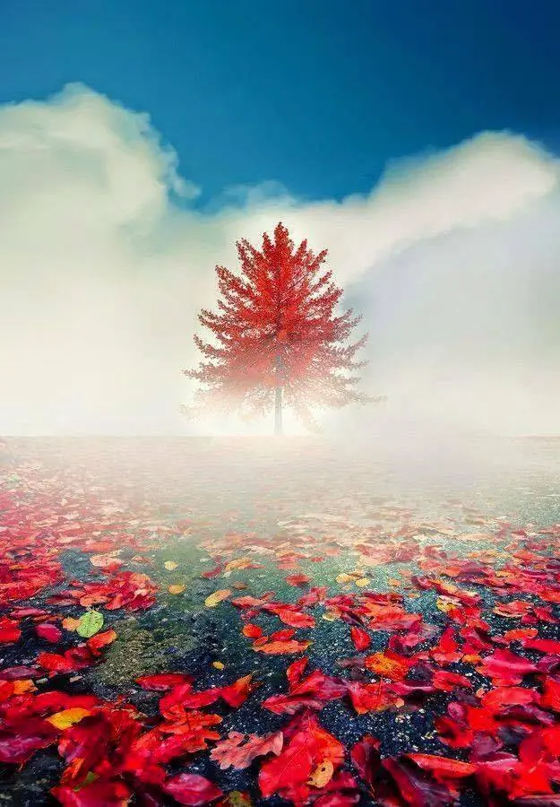 Colección de paisajes (3ra y última parte)