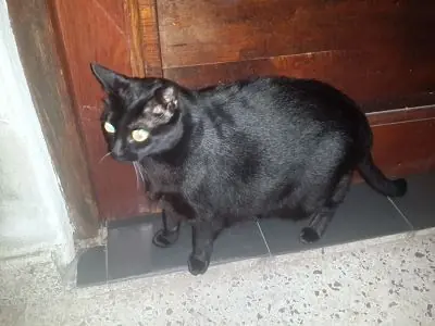 mudanza