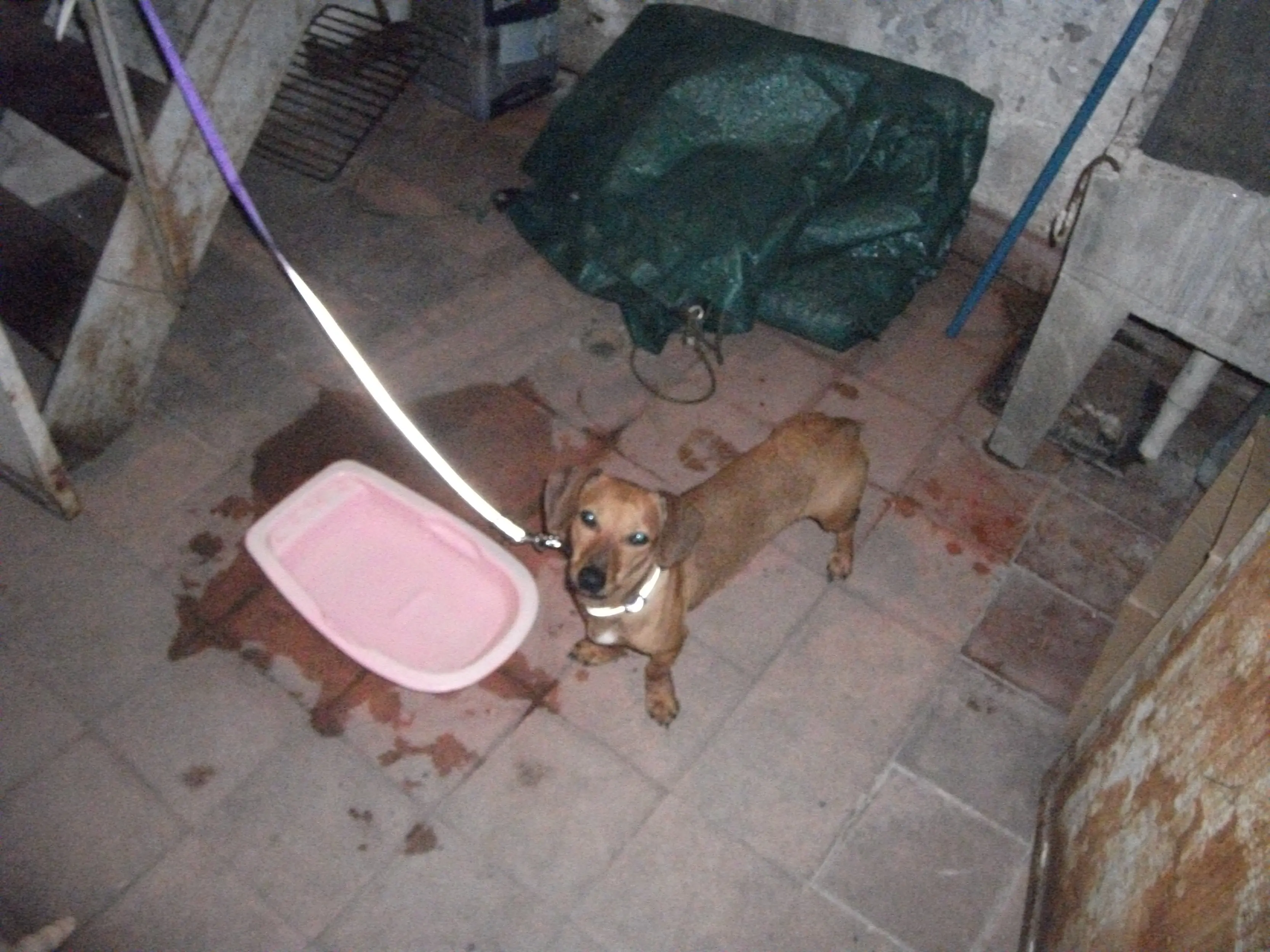 maltrato animal