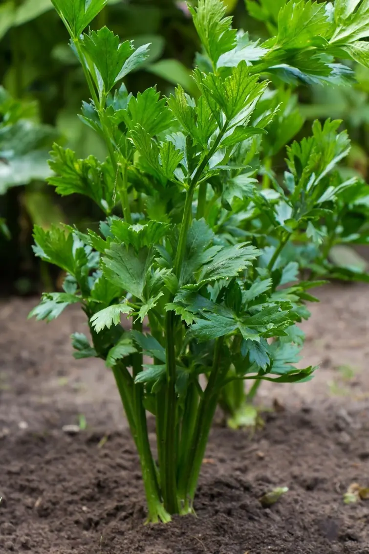 18 vegetales y hierbas organicas que podes crecer en tu casa
