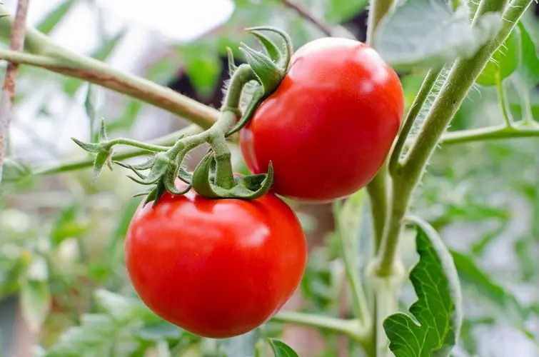18 vegetales y hierbas organicas que podes crecer en tu casa