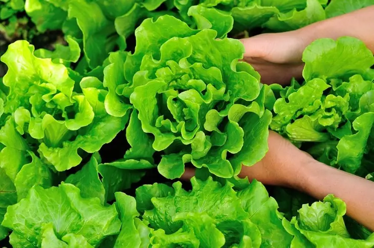 organicas