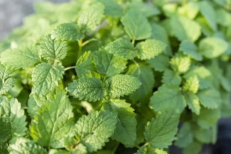 18 vegetales y hierbas organicas que podes crecer en tu casa