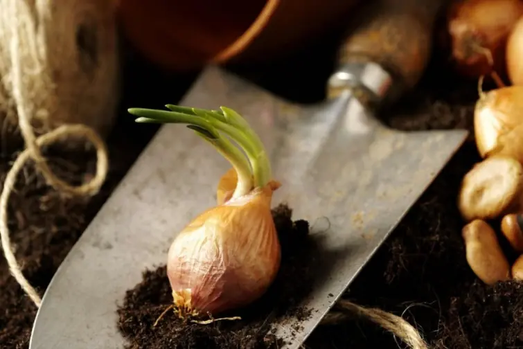 verduras