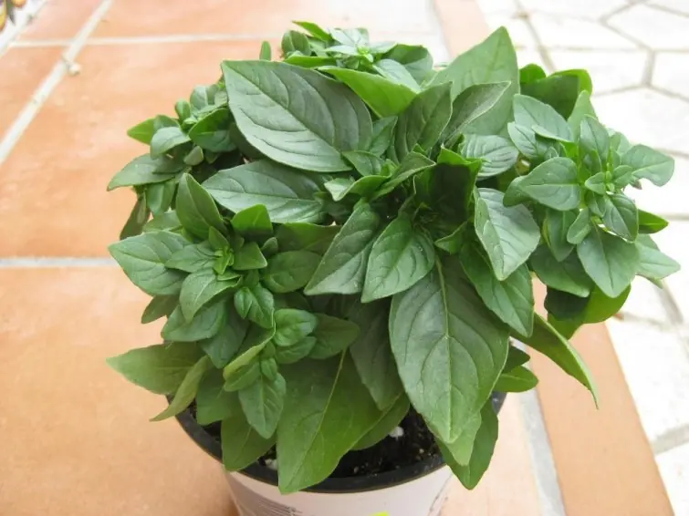 18 vegetales y hierbas organicas que podes crecer en tu casa