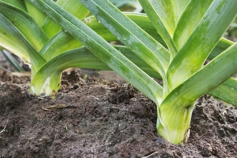 verduras