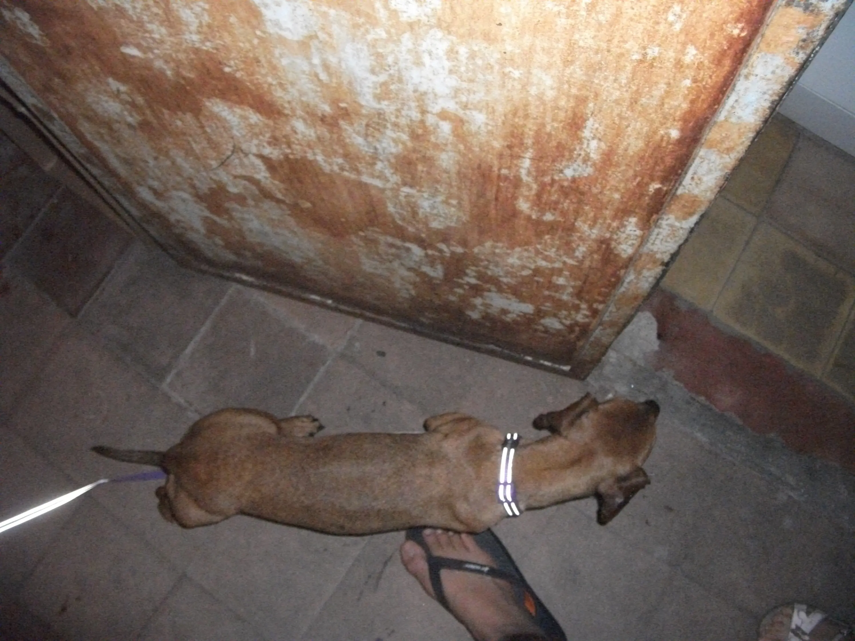 perrita