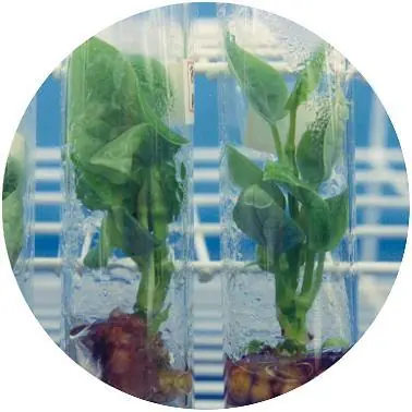 Biotecnología,que es ventajas y desventajas Biotecnología,que es ventajas y desventajas