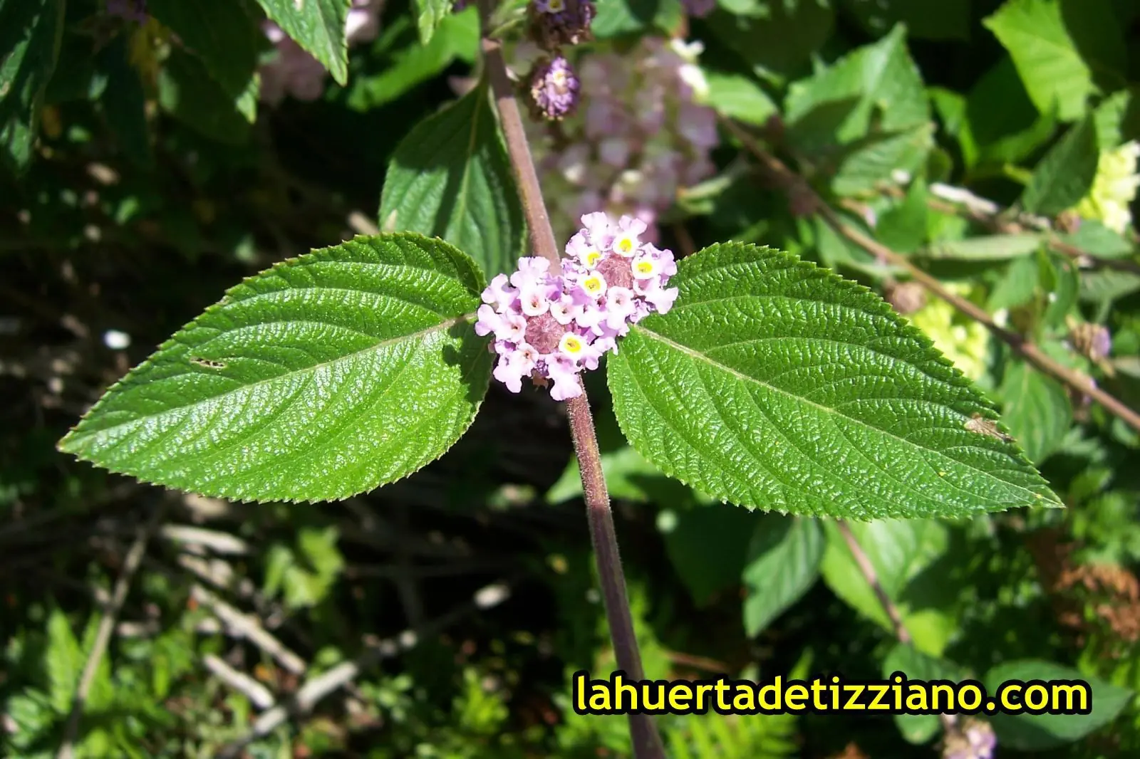 Datos sobre Salvia