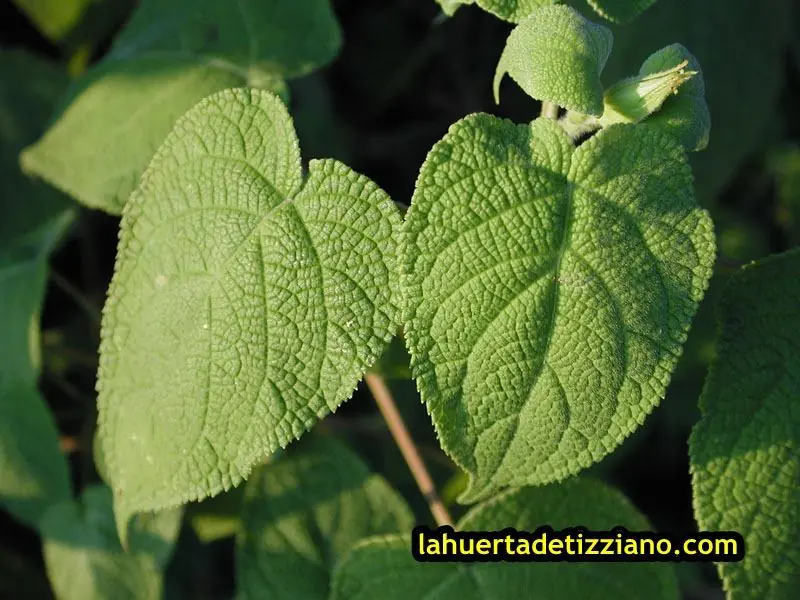 salvia