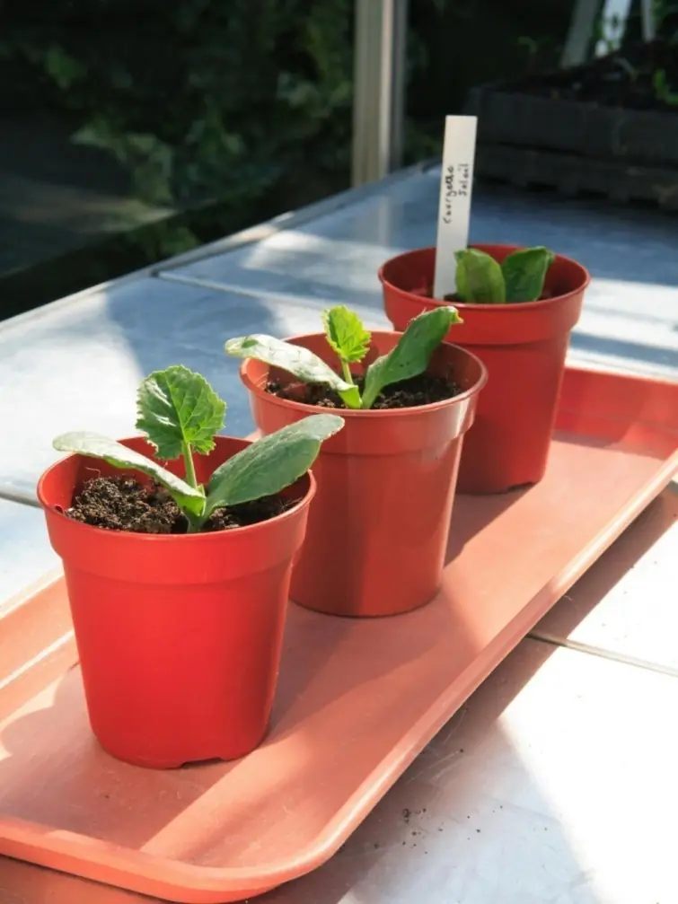 cultivar