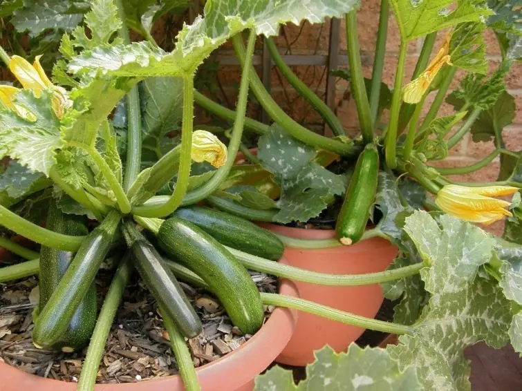 Como cultivar Zucchinis en casa