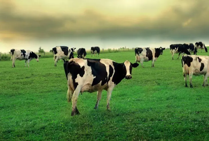Real-¿Qué pasaría si todo el Mundo se volviera Vegetariano?