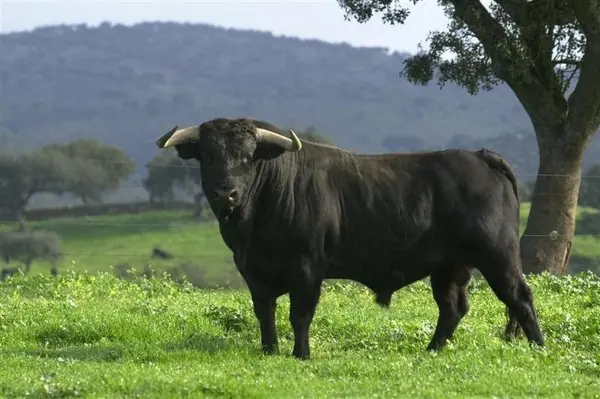 Razones por las que deberían prohibir las corridas de toros