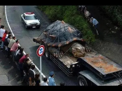 Urgente: capturan tortuga que se le escapó a Lanata...