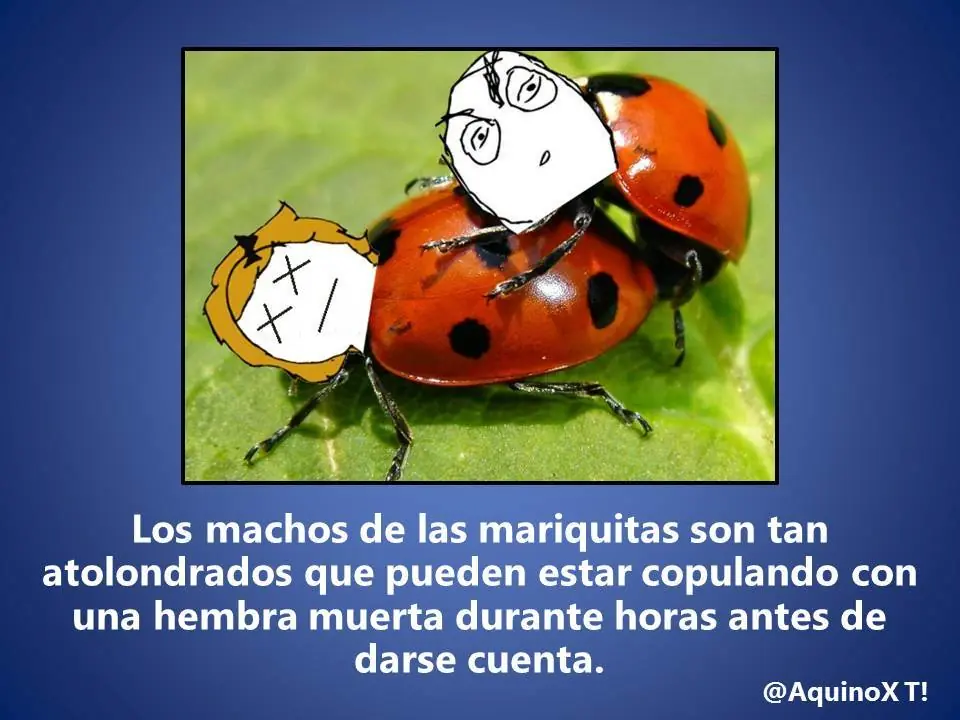 50 Datos Curiosos Para Vos Lince!