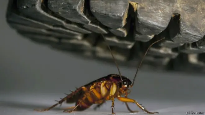 ¿Por qué es tan difícil matar a una Cucaracha?