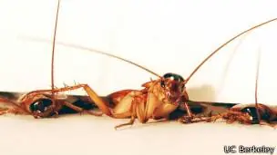 cucaracha