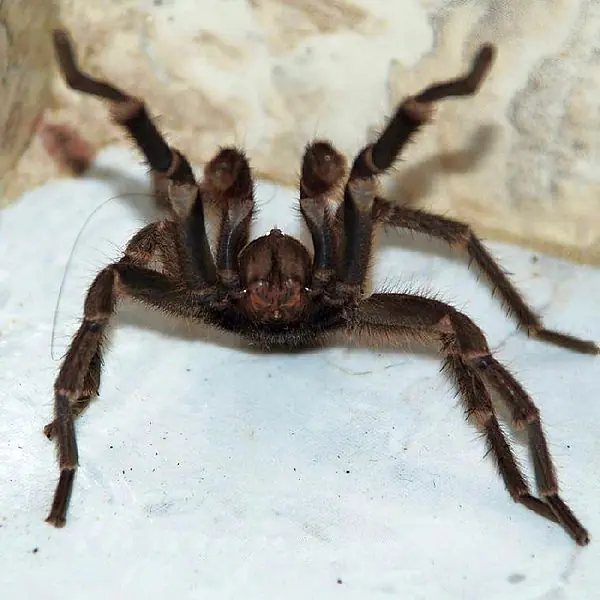 Tarantulas el gran amigo del hombre