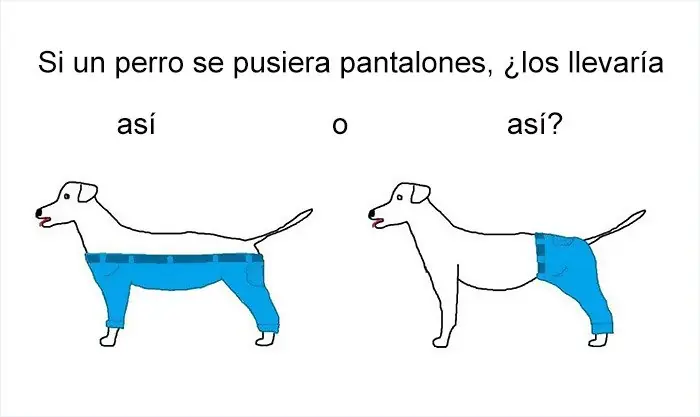 preguntas dificiles:¿como llevaria un perro pantalones?