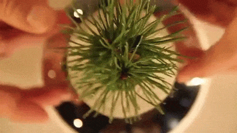 bonsai