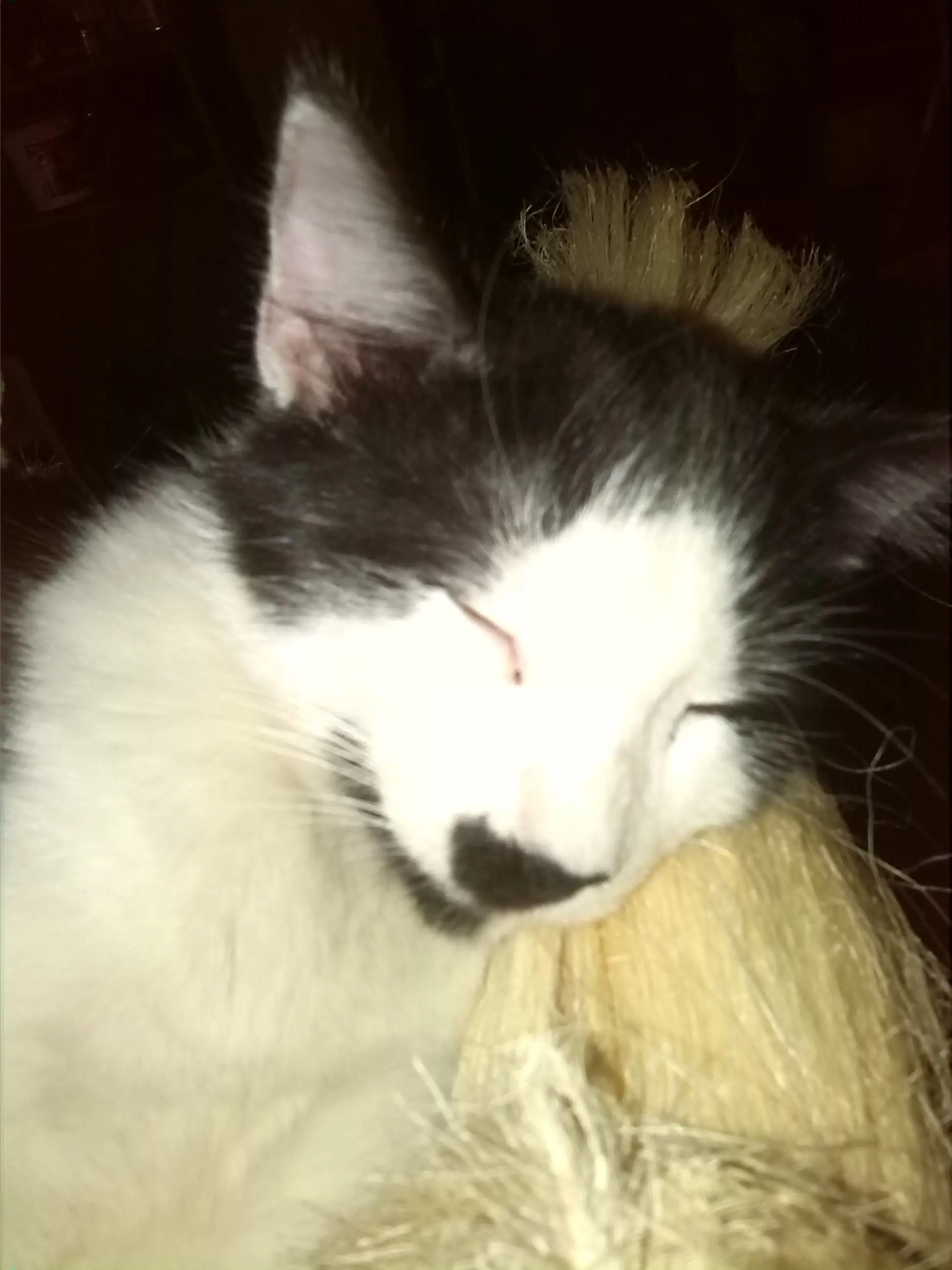 lince lince