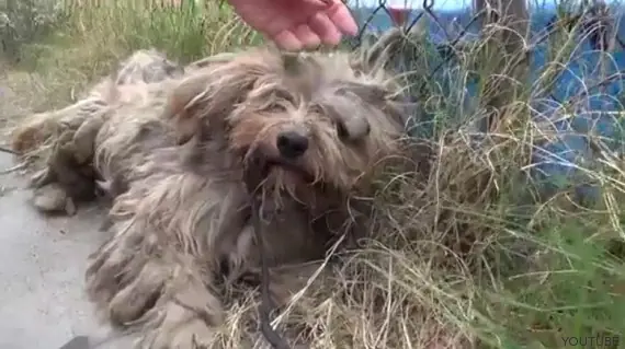 Hagamos TOP Protectora salva a perro que vivió en la calle