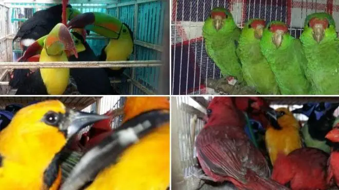 Profepa logra rescate de 1483 Aves