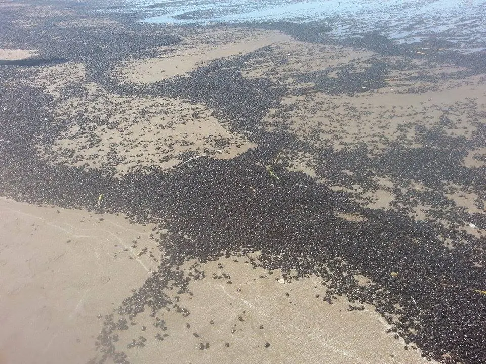 Invasión de escarabajos en la costa de Mar de Ajó