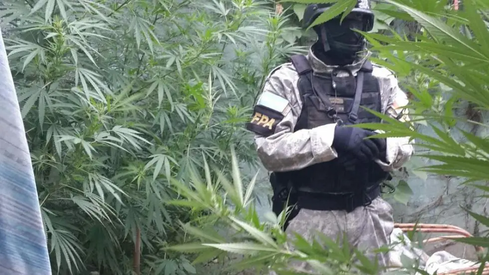 marihuanas