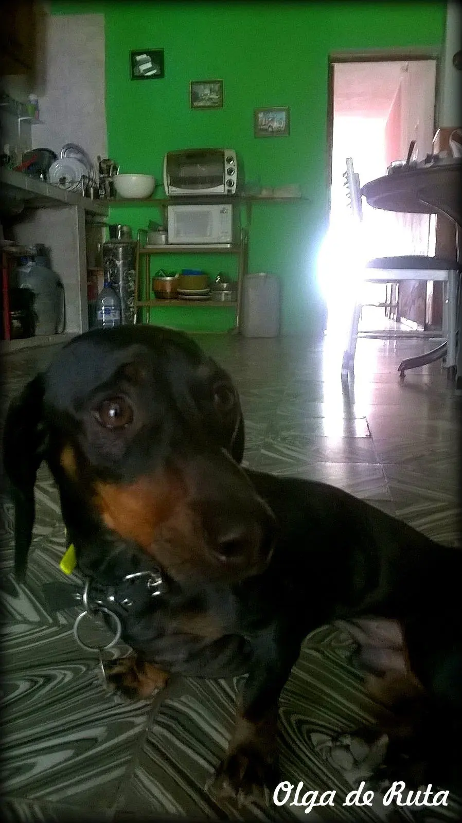 OLGA OLGA