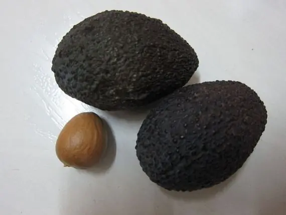Por qué los Aguacates NO Deberían Existir