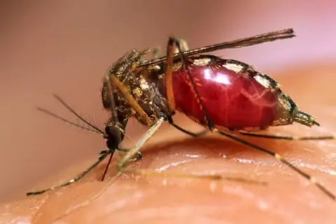 ¿Cuál es el Insecto más Peligroso del Mundo?