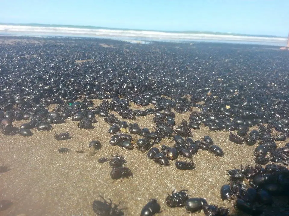 Invasión de escarabajos en la costa de Mar de Ajó