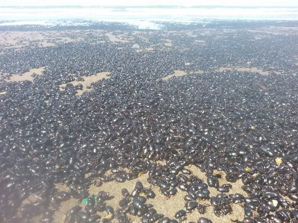 invasion de escarabajos