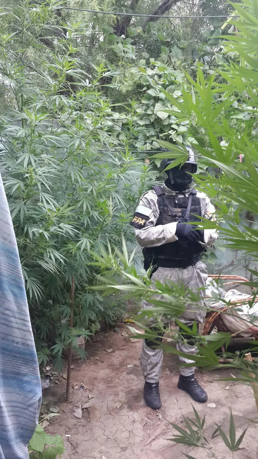 tenia 5 plantas de 3 metros de marihuana llenas de cogollos