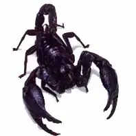 raras