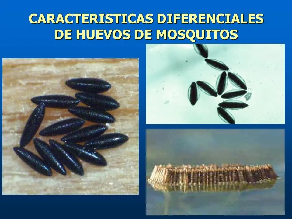 mosquito