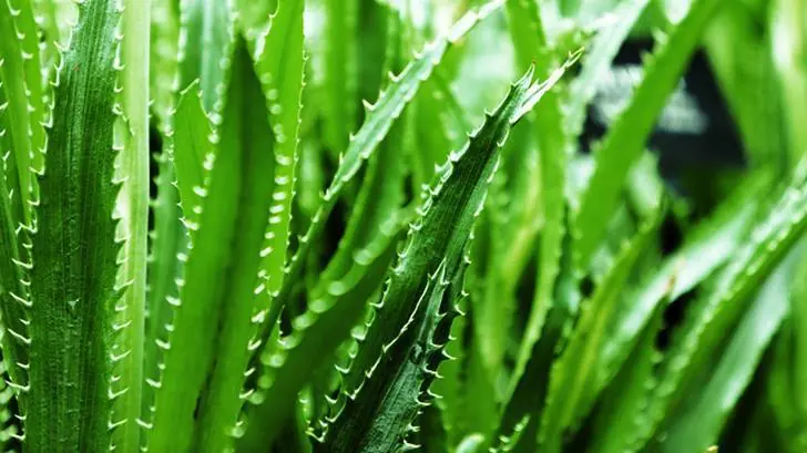 14 Formas De Utilizar Aloe Vera Para Mejorar Tu Salud.