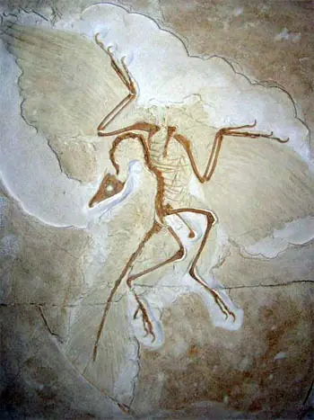 Dinosaurios Dinosaurios