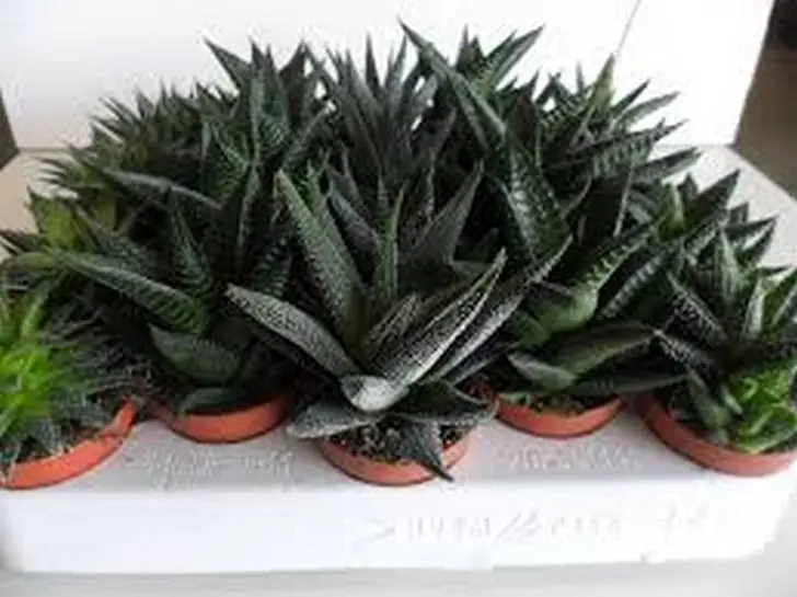 14 Formas De Utilizar Aloe Vera Para Mejorar Tu Salud.