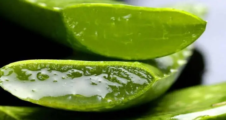 Aloe Vera