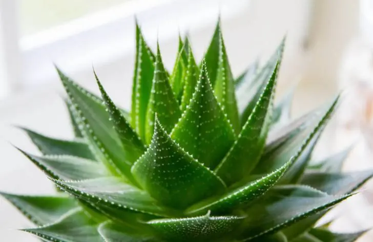 como usar aloe vera