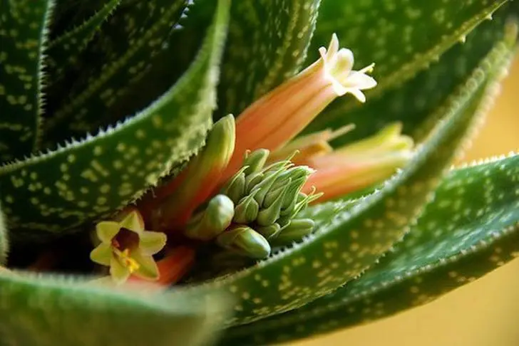 Aloe Vera
