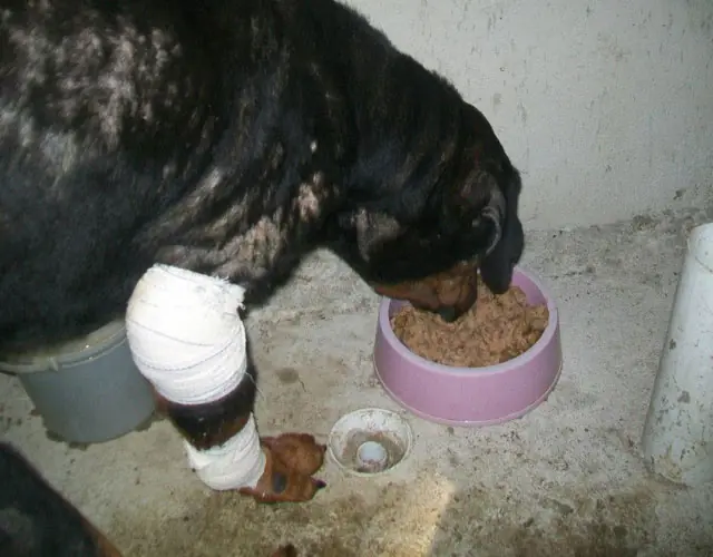 perro