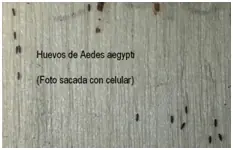 Dengue