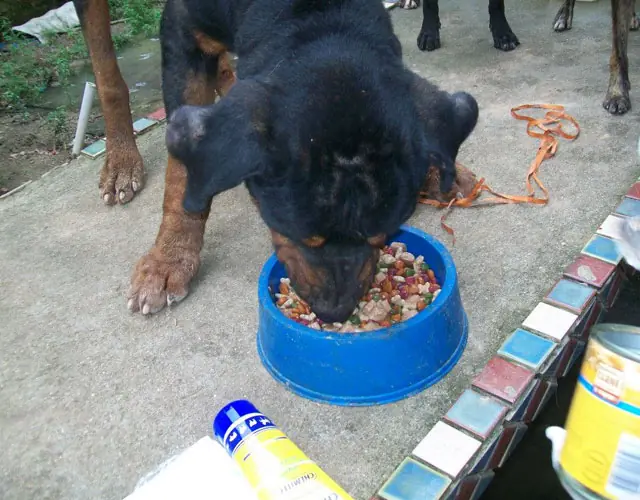 perro