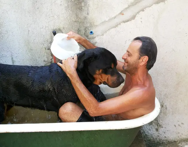 perro