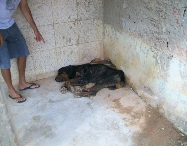 perro